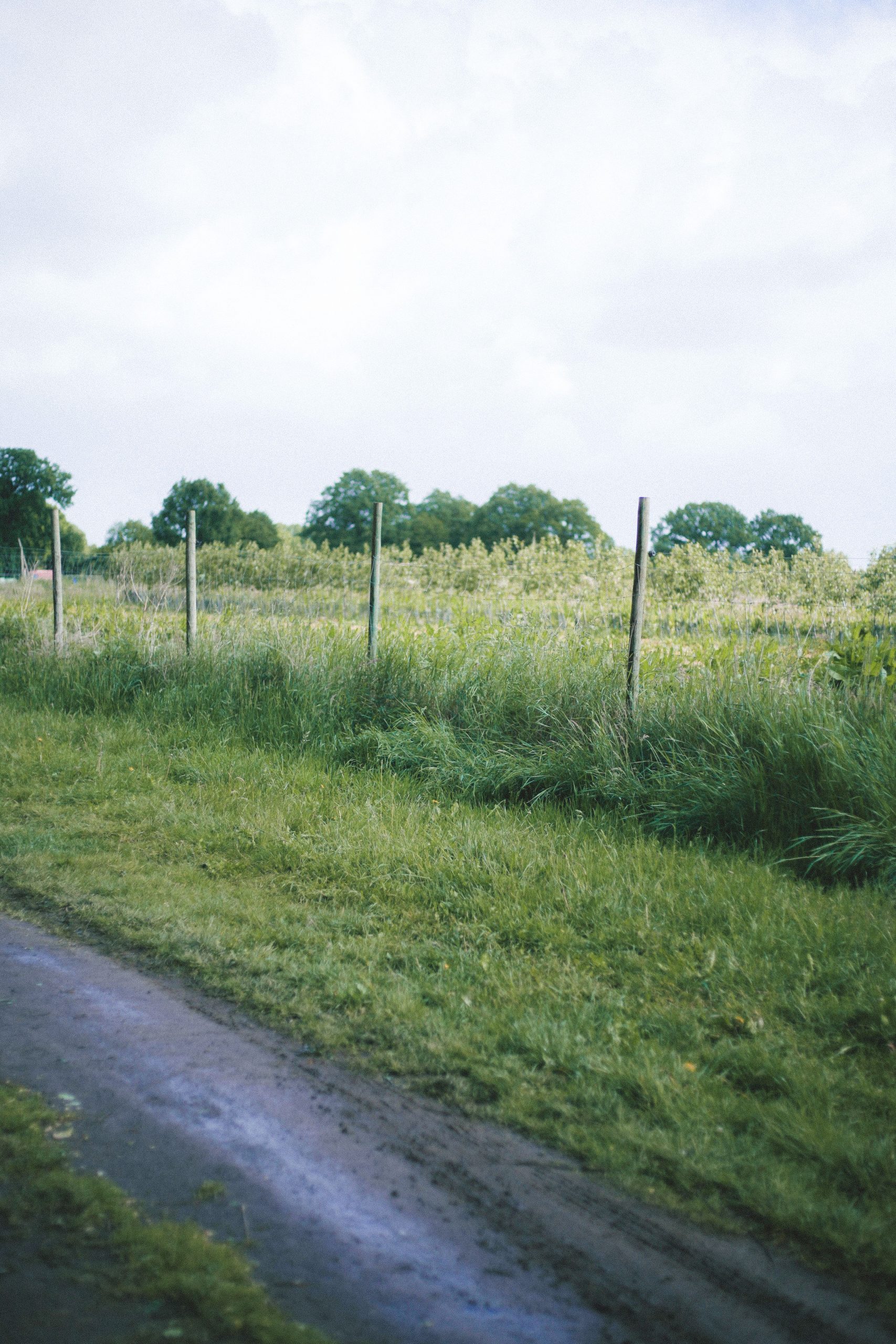 Lush green field with dirt road and fence leading to distant trees under a cloudy sky.